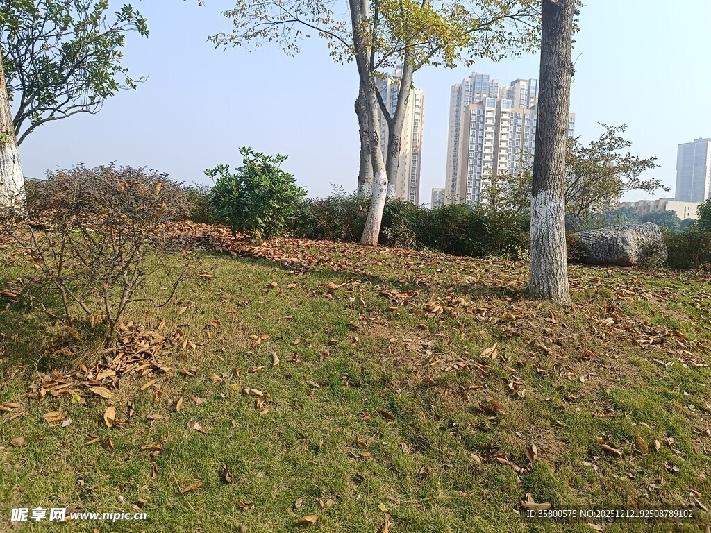 城市草地树木景观
