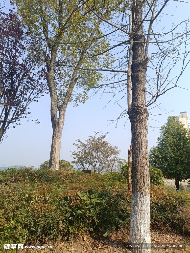 秋日户外树木与绿植景观