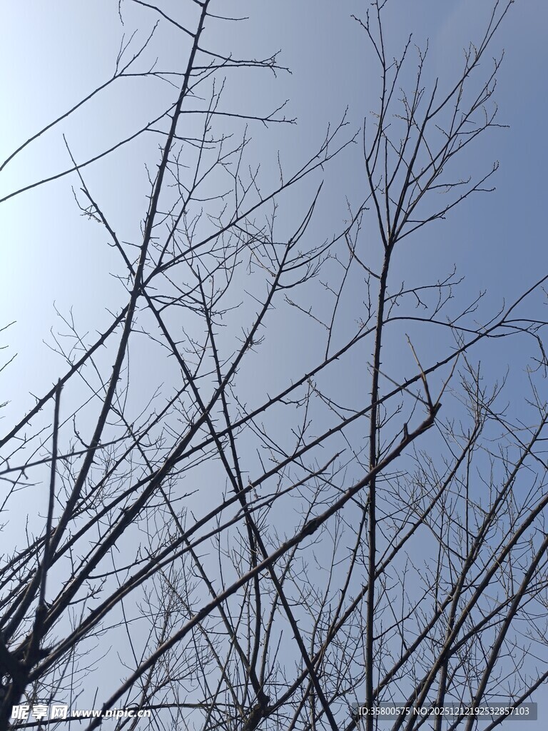 冬日枯树枝干蓝天景象