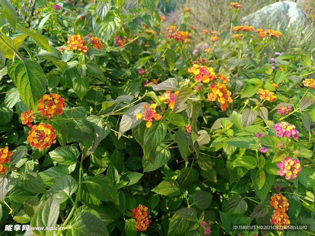 绿叶间绽放的多彩小花