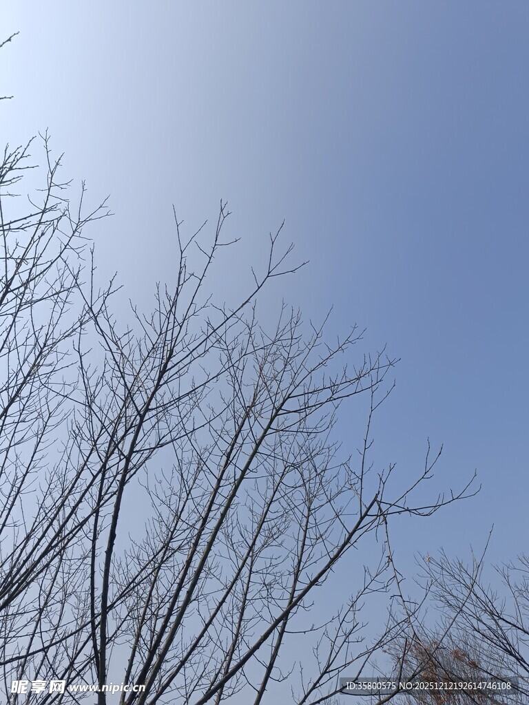 蓝天映衬下的光秃树枝
