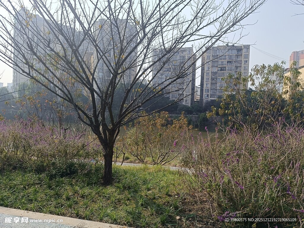 城市中孤独的树木景观