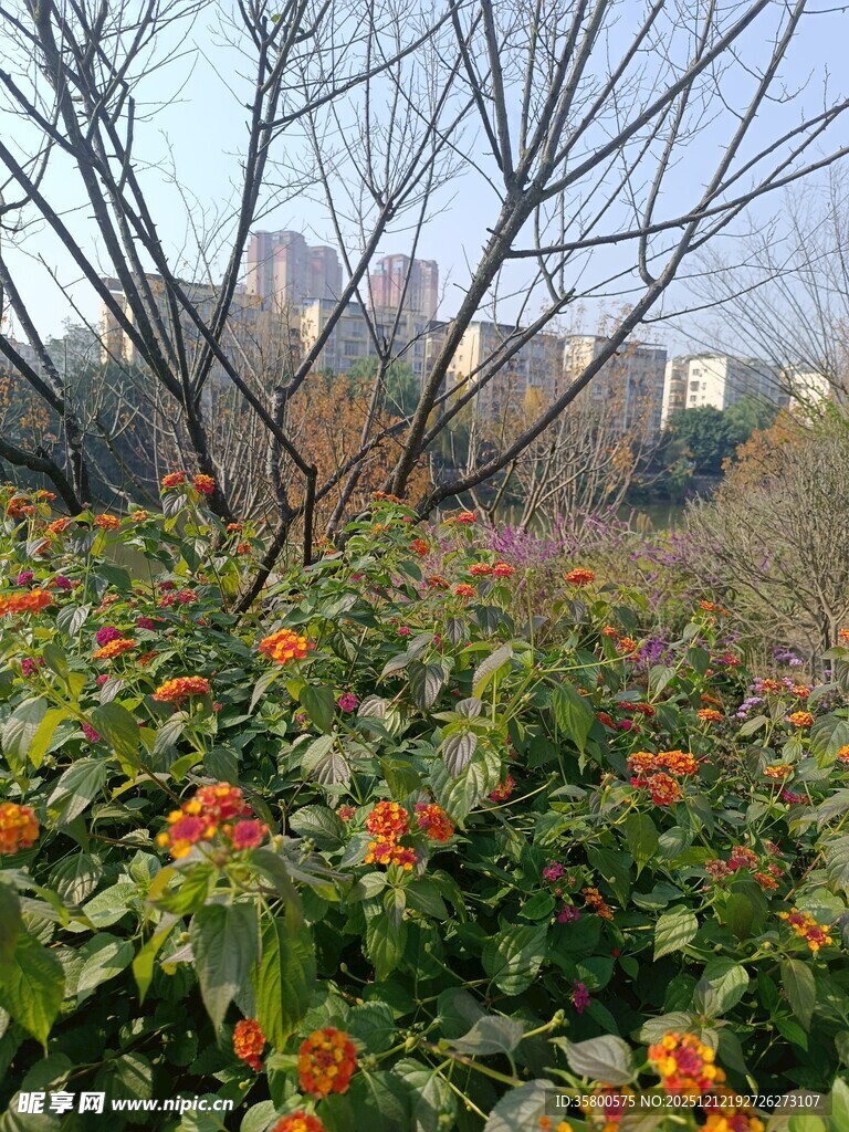 城市中绽放的多彩花卉