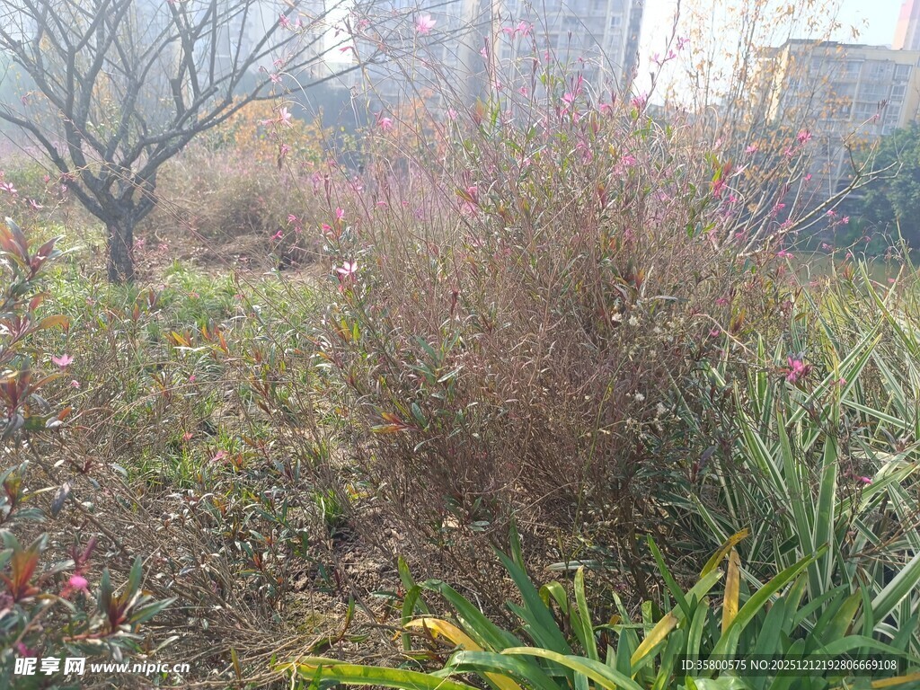 城市中的自然植物景观