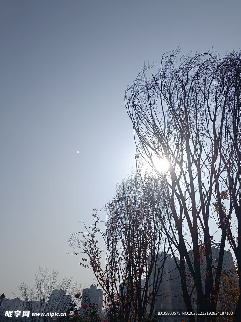 冬日枯树映暖阳