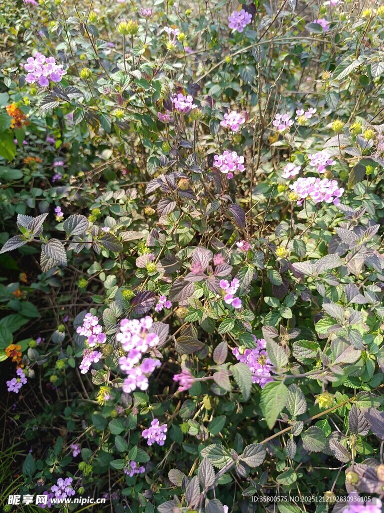 繁茂花丛中的粉色小花
