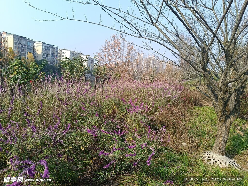 城郊野景中的多彩植物