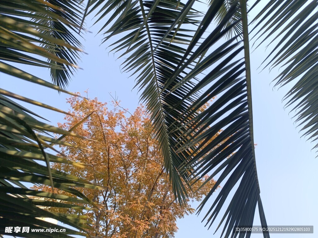 棕榈树间的秋日斑斓景象