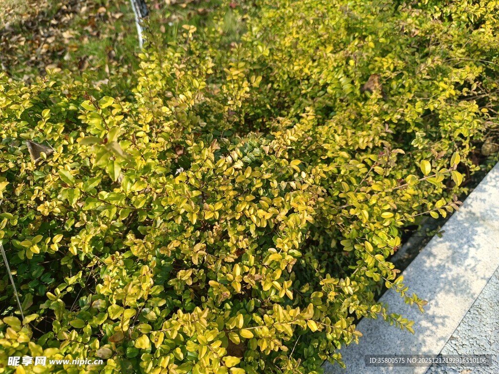 路边金黄繁茂绿植景观