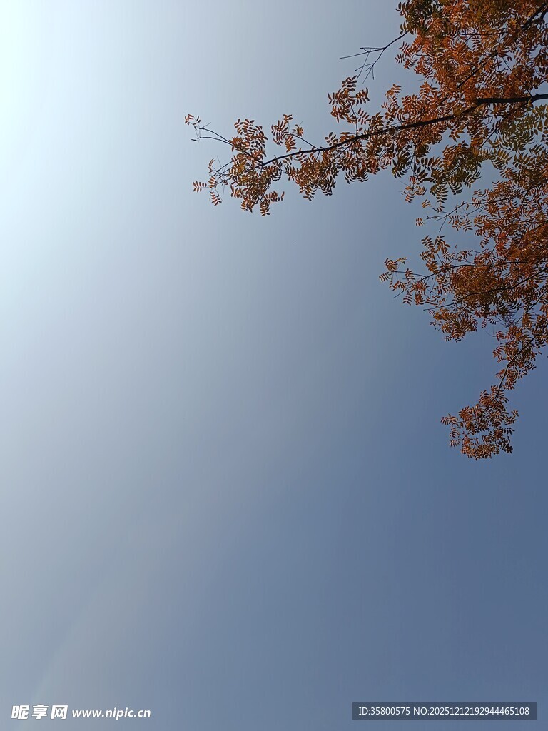 蓝天映衬下的枝叶