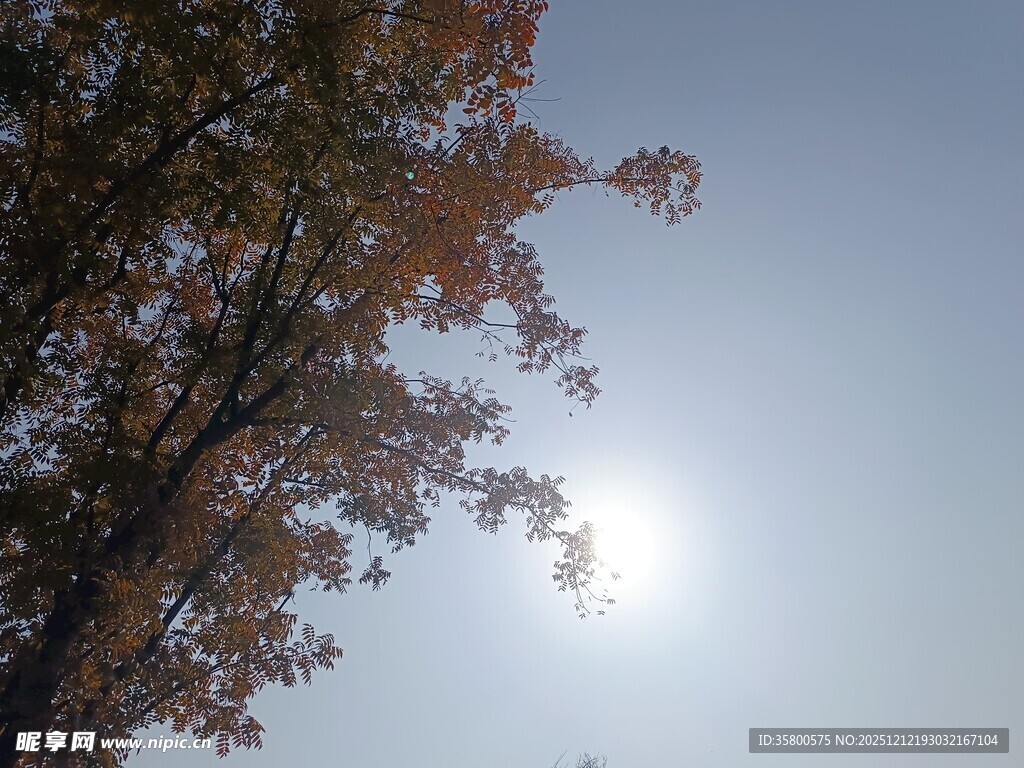 秋日树梢间的明媚阳光