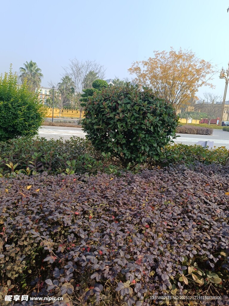 秋日园林植物景观