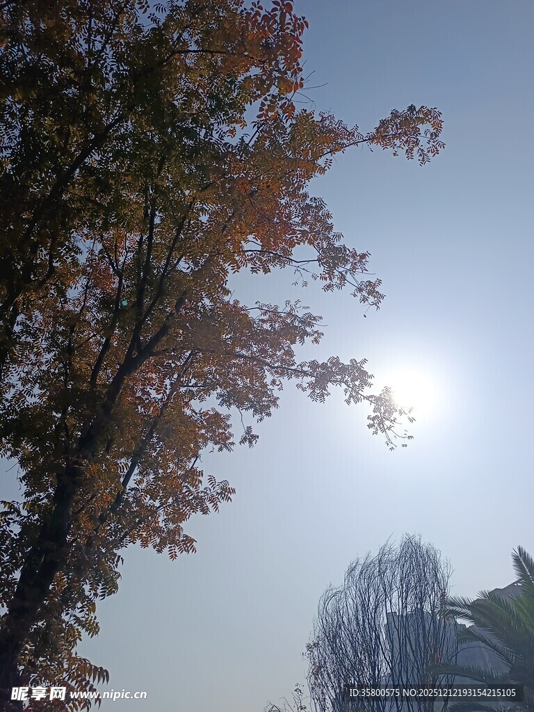 秋日阳光下的树木景象