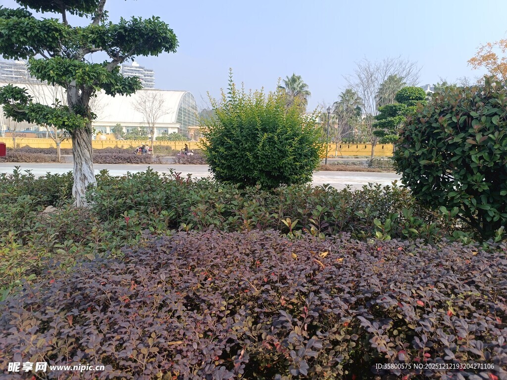 园林景观中的多彩植物