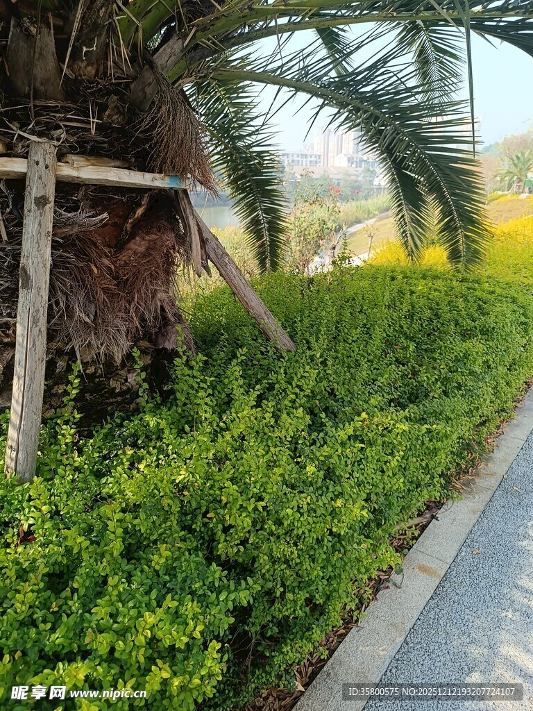 路边绿植与棕榈树景观