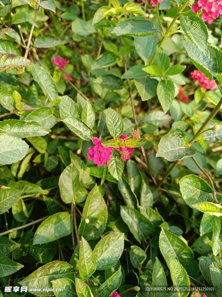 绿叶间绽放的娇艳红花