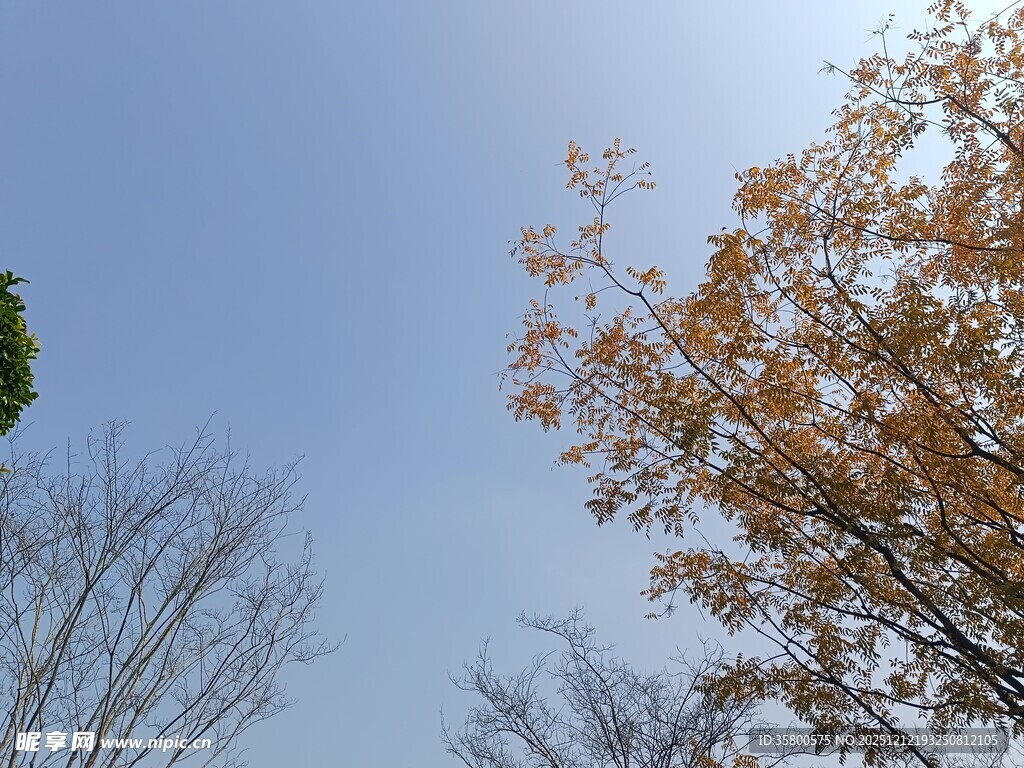 秋日树梢与蓝天景致