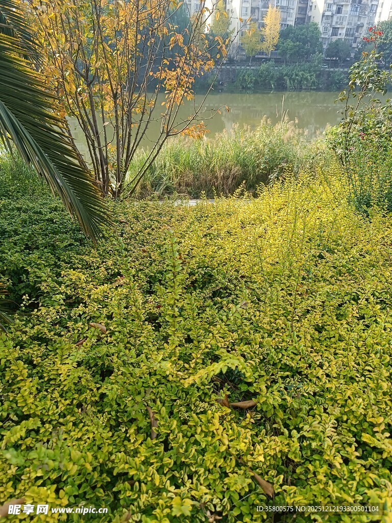 绿意盎然的自然植物景观