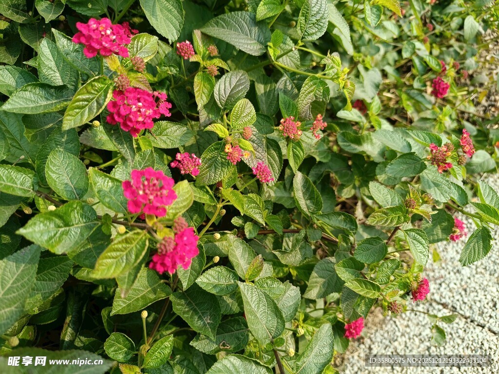 娇艳花丛绿意相伴