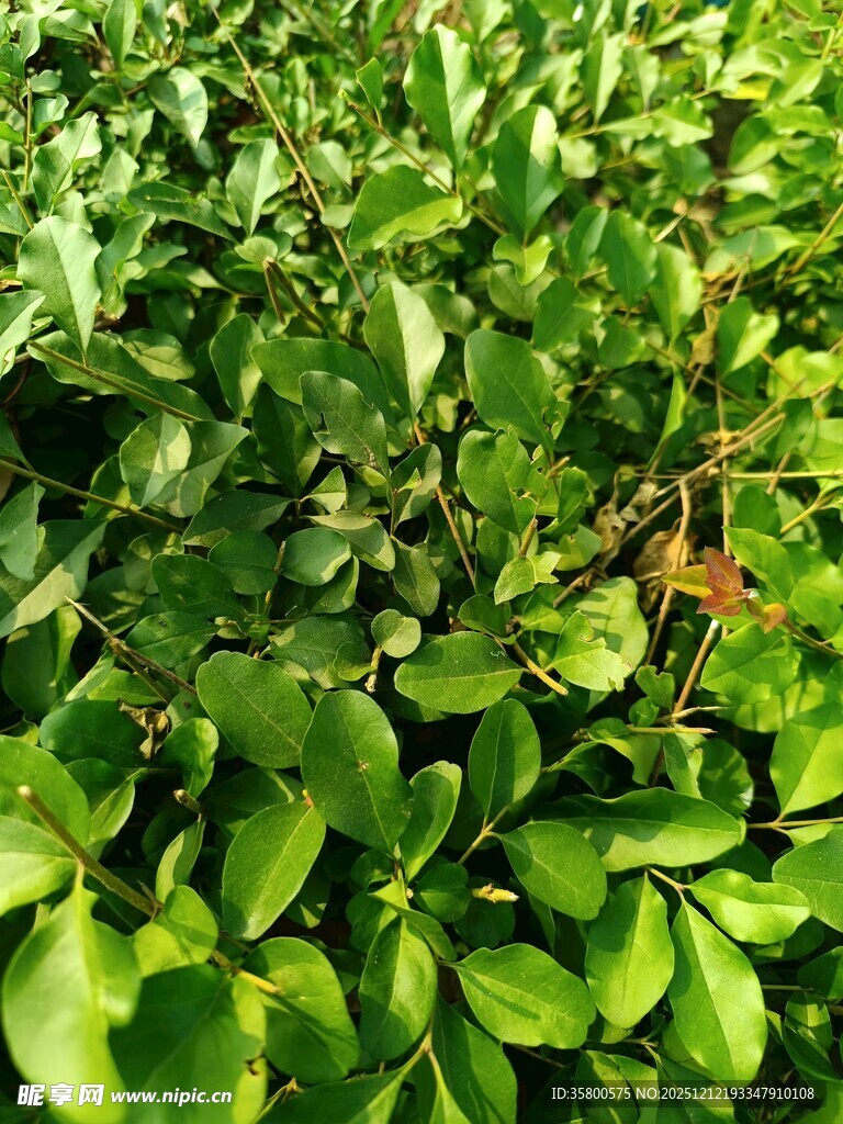 翠绿繁茂的叶片植物