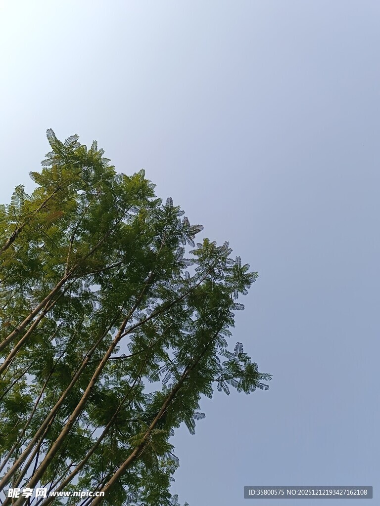 蓝天之下挺拔的绿树