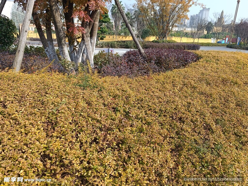 秋日金黄地被植物景观