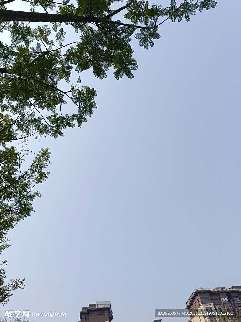 树梢下的城市天际线