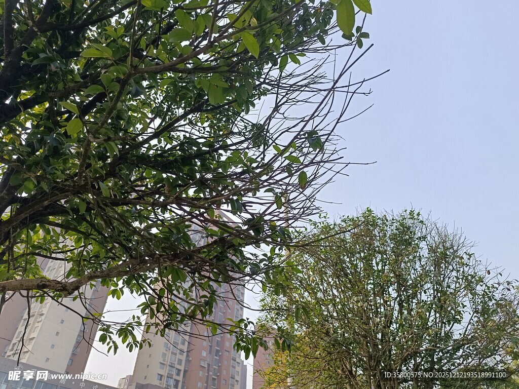 城市中枝叶繁茂的绿树