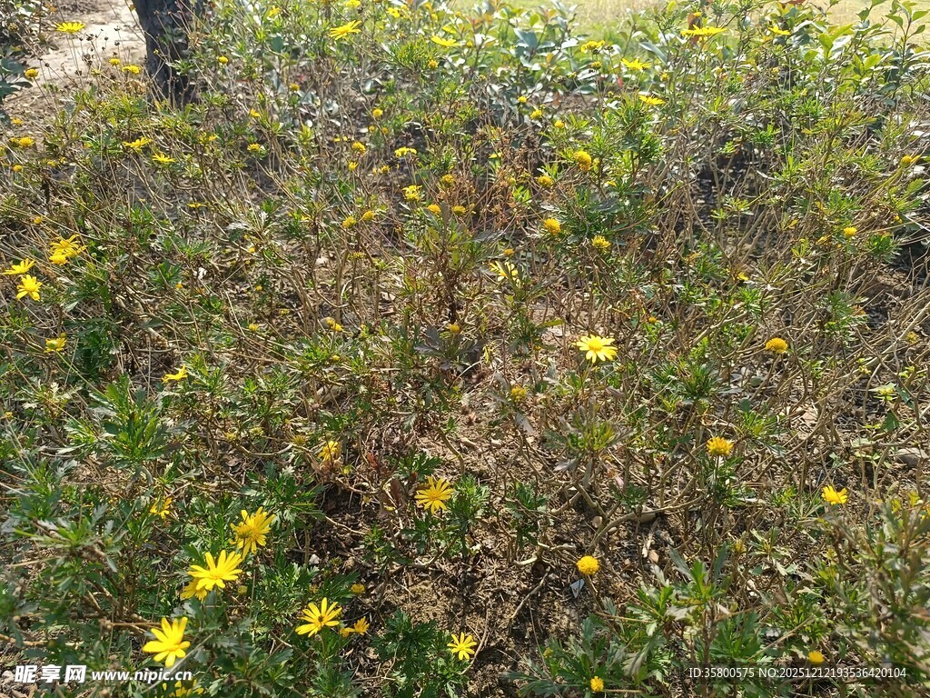 草丛中的黄色小花