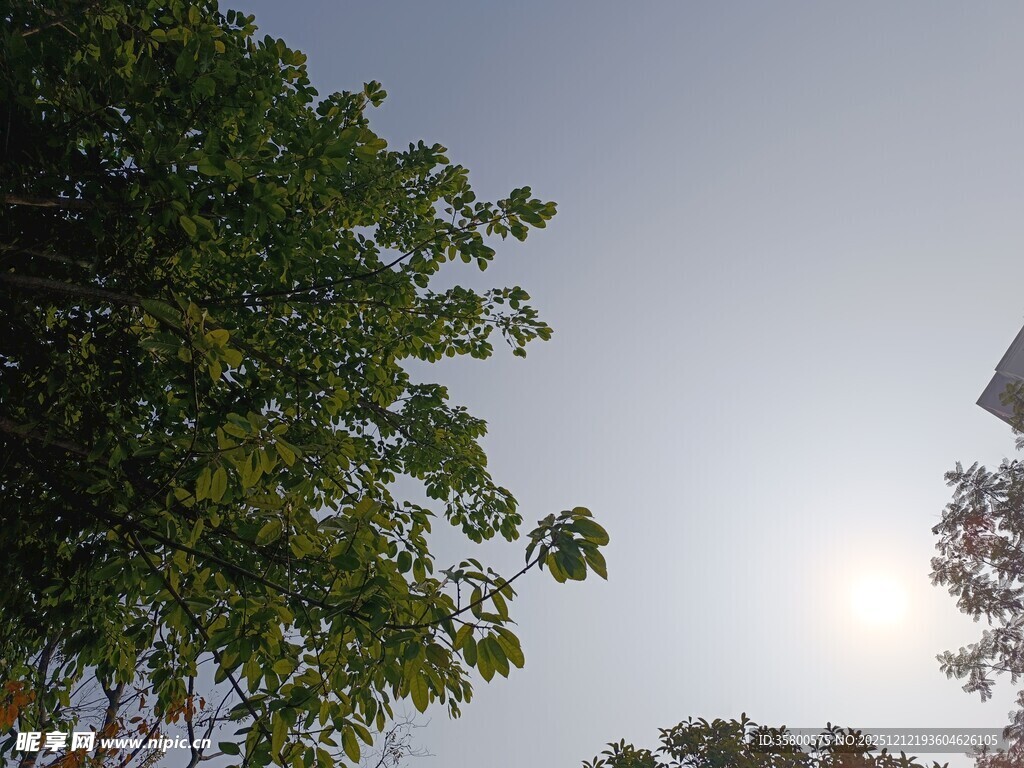 阳光下的绿树蓝天