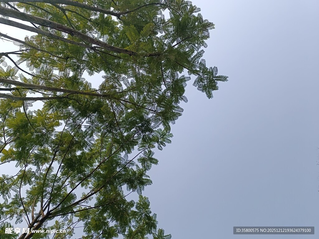 仰视茂密树林树冠