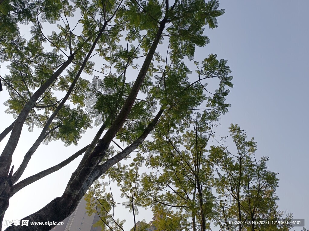 蓝天映衬下的繁茂树木