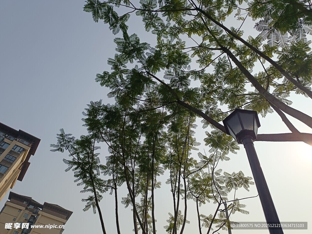 阳光下的挺拔树木