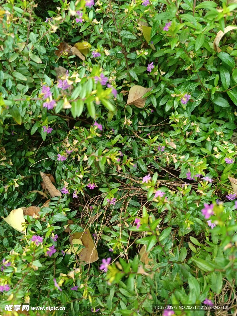 绿叶丛中的紫色小花