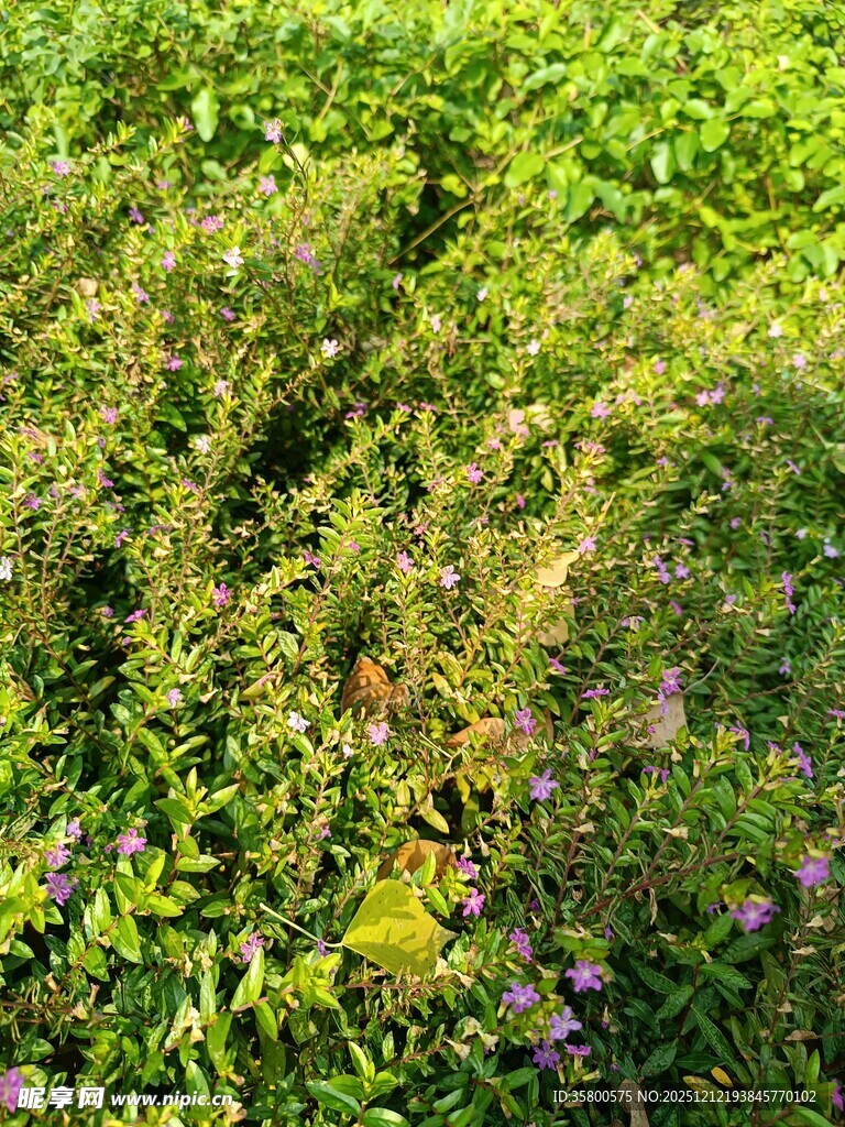 绿意盎然的花草景观
