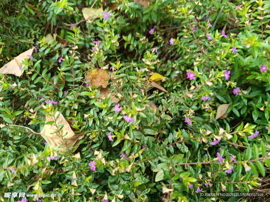 绿叶间的紫色小花绽放