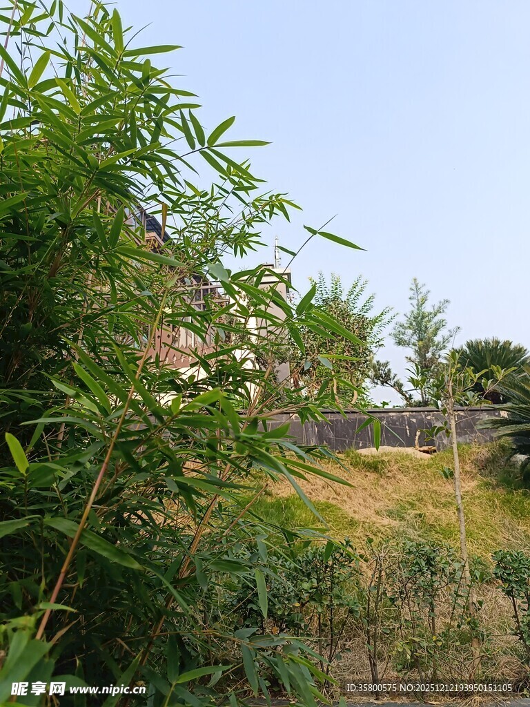 户外绿植丛生的自然景致