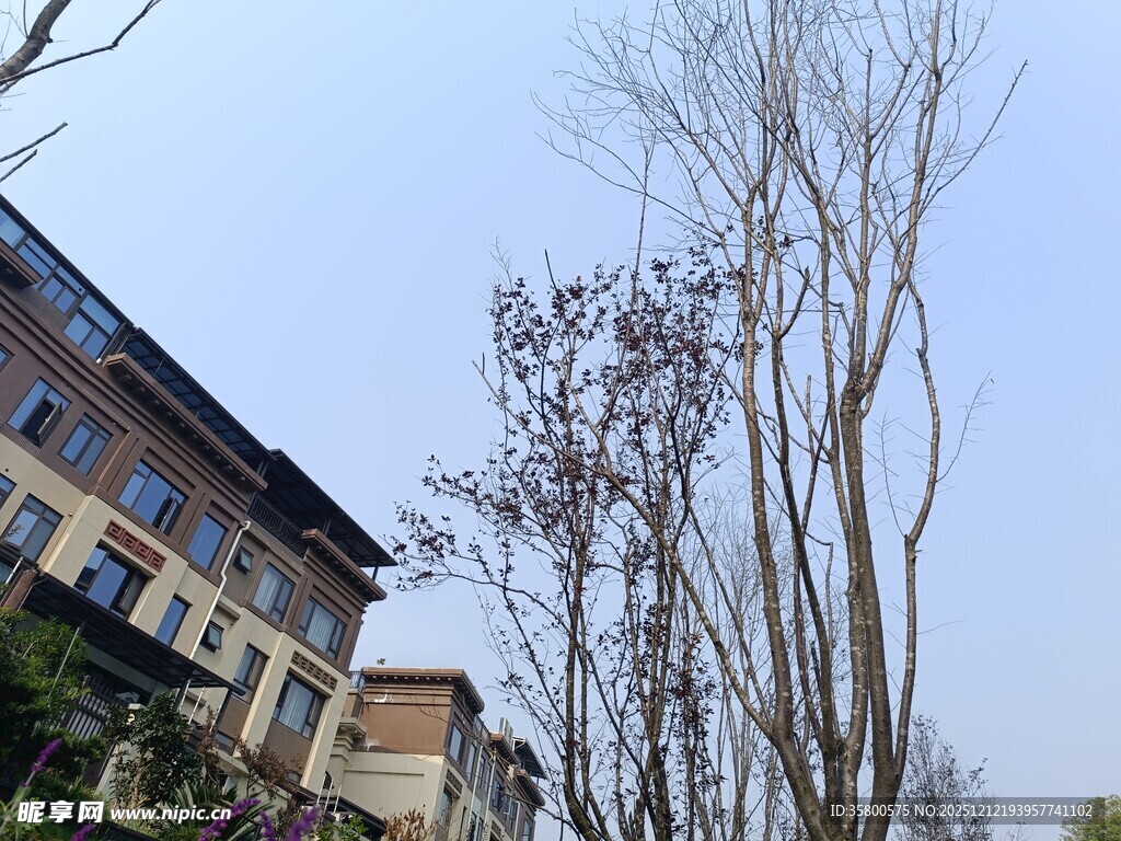 楼房旁的光秃树木