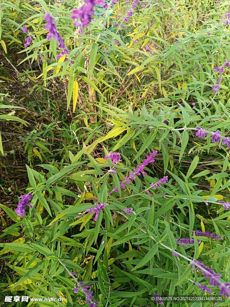 紫色花卉与绿叶植物景观