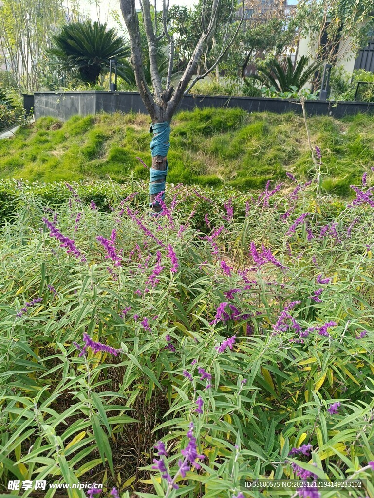 繁花绿植环绕的自然景致