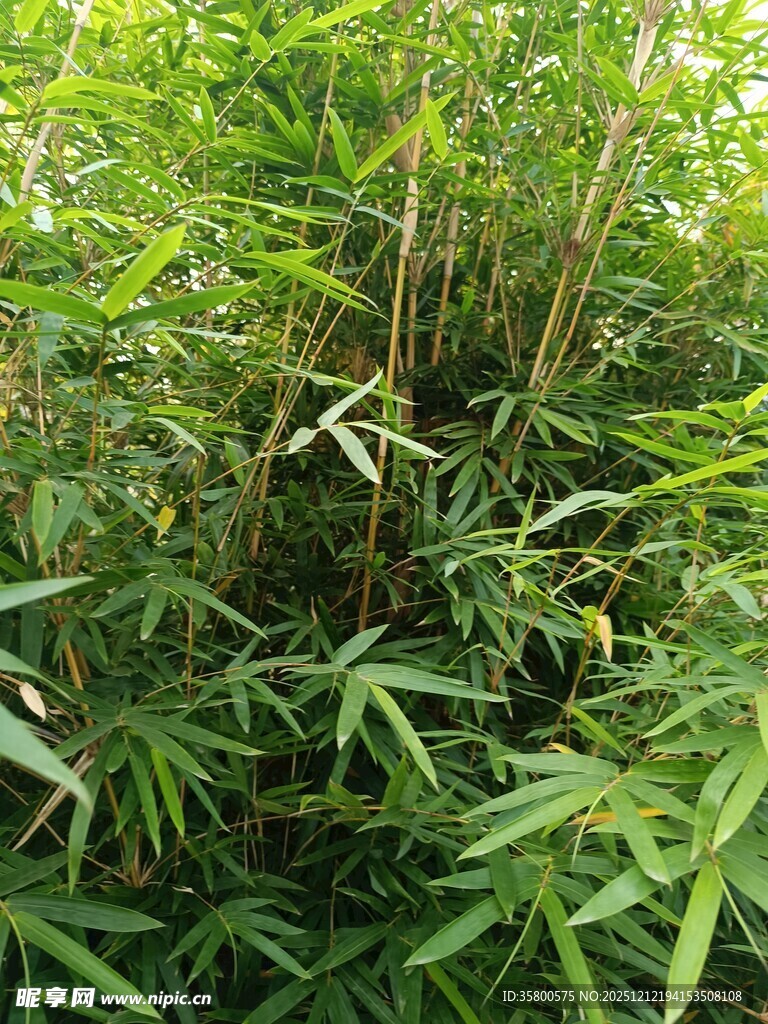 茂密竹林绿意盎然