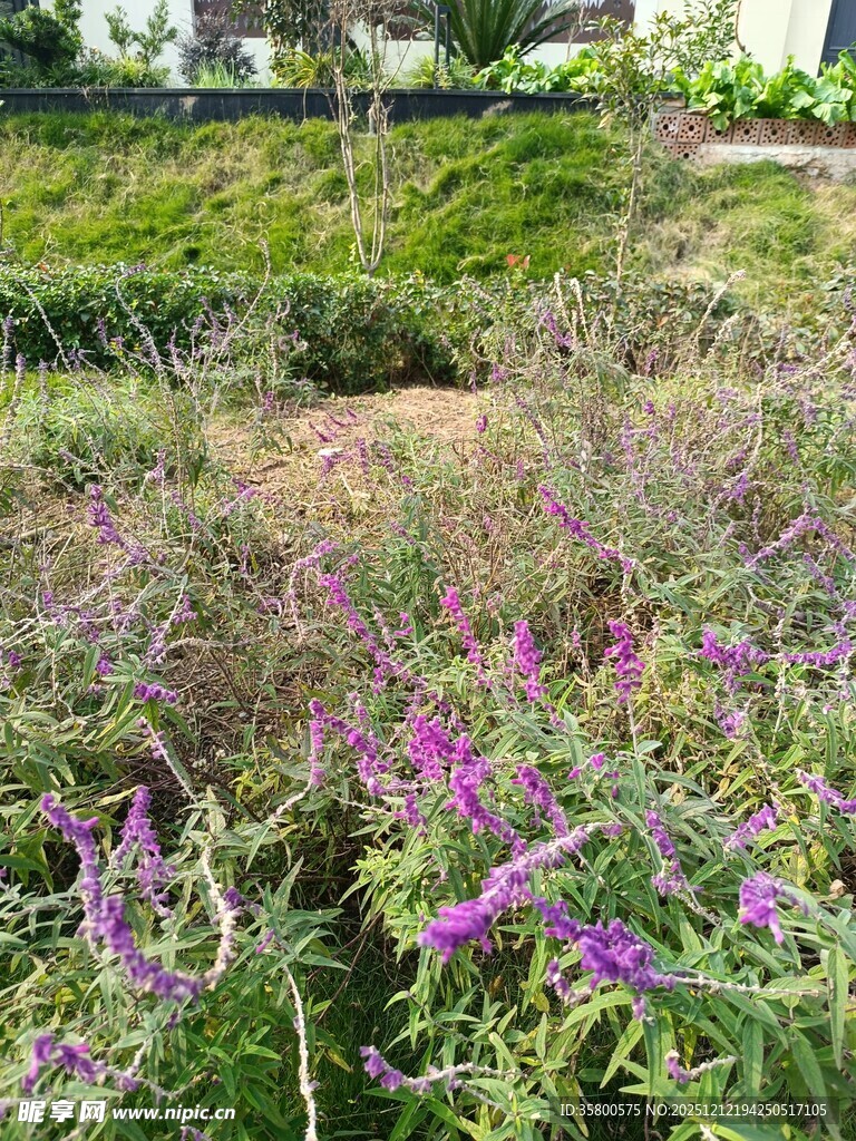 缤纷花草装点的自然景致