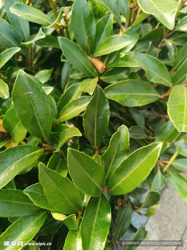 翠绿斑斓的植物叶片