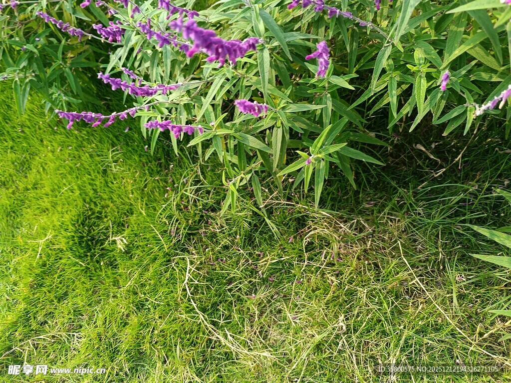 绿草间绽放的紫色小花