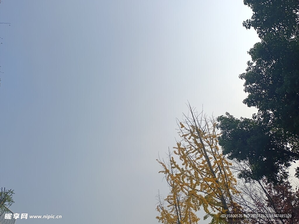 秋日树梢与晴朗天空