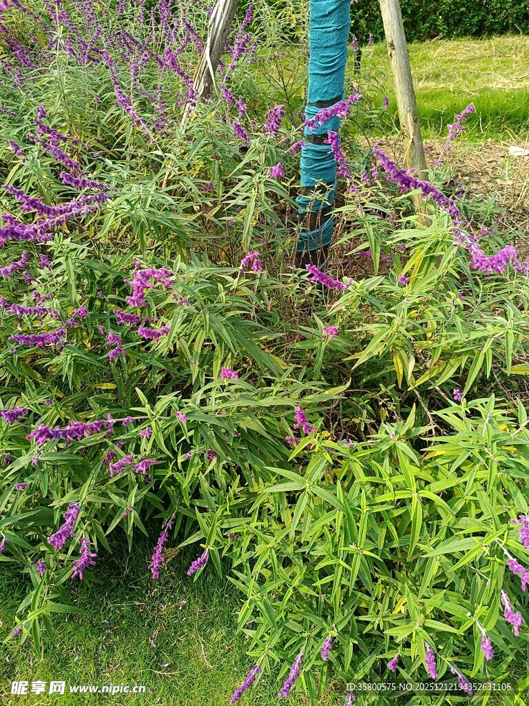 繁茂绿植与紫色花卉景观