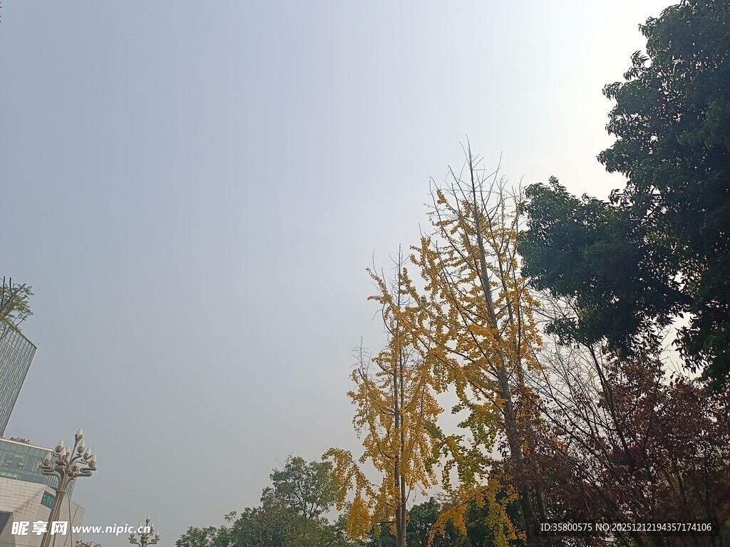 秋日街头树木景致