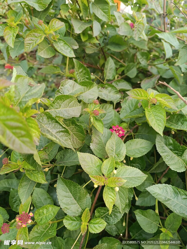 绿叶间的红色小花