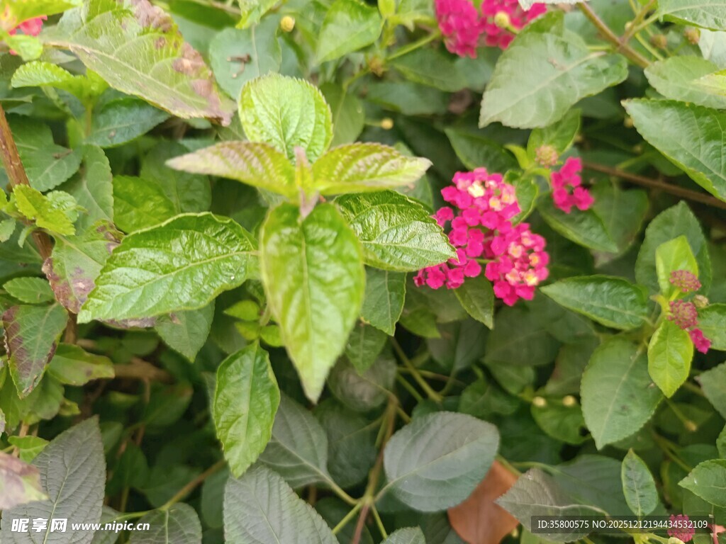 绿叶丛中娇艳的粉红花朵