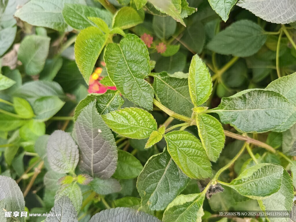 绿叶丛中的娇艳小红花